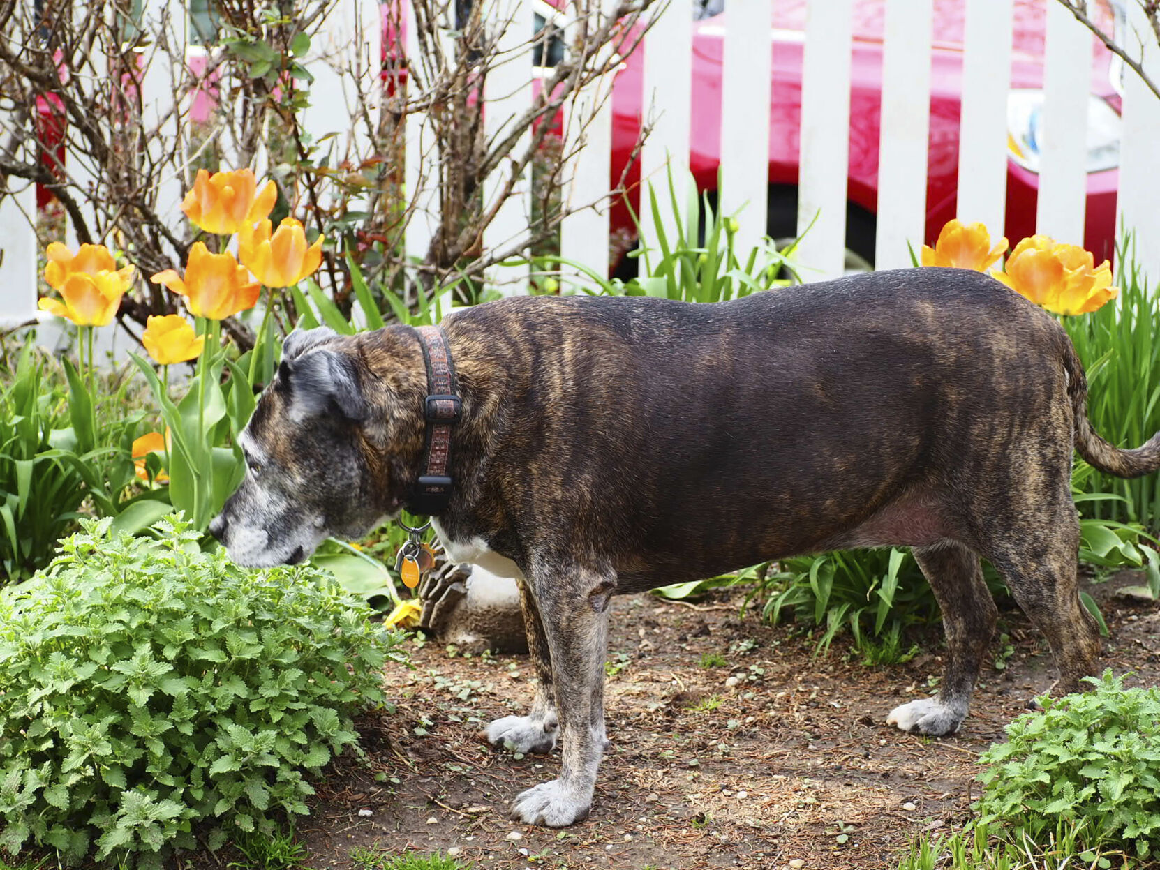 Gardening with Dogs
